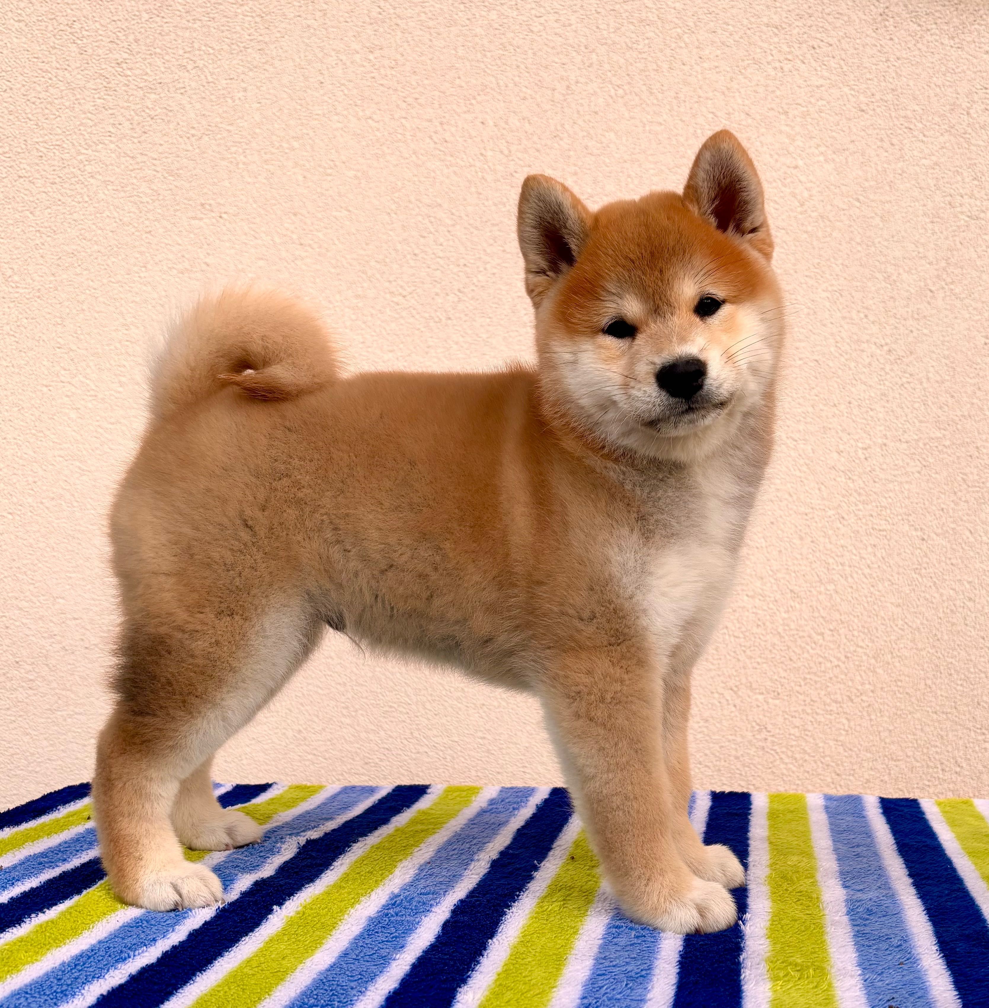 shiba piesek ZKwP
