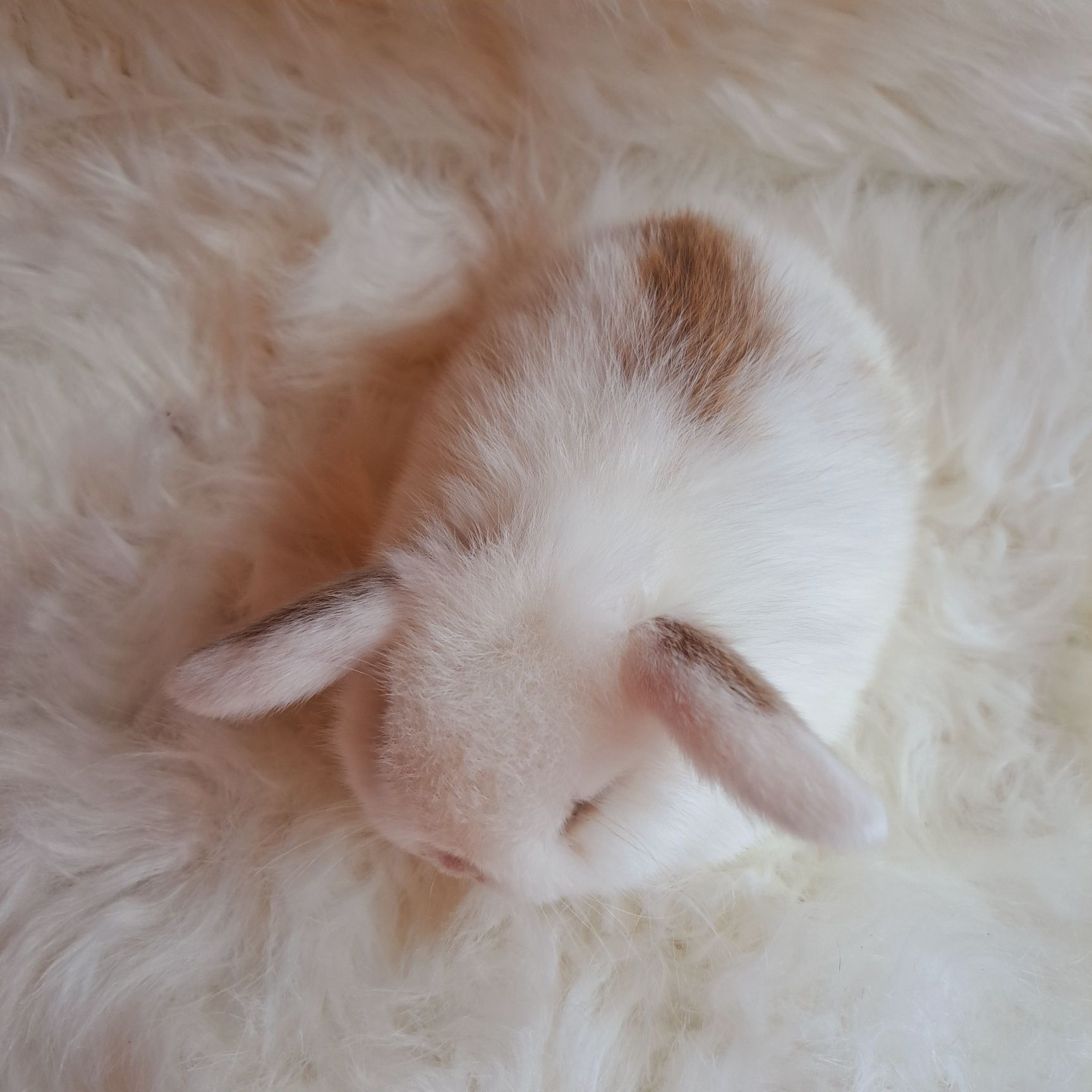 Mini Lop królik miniaturka domowy