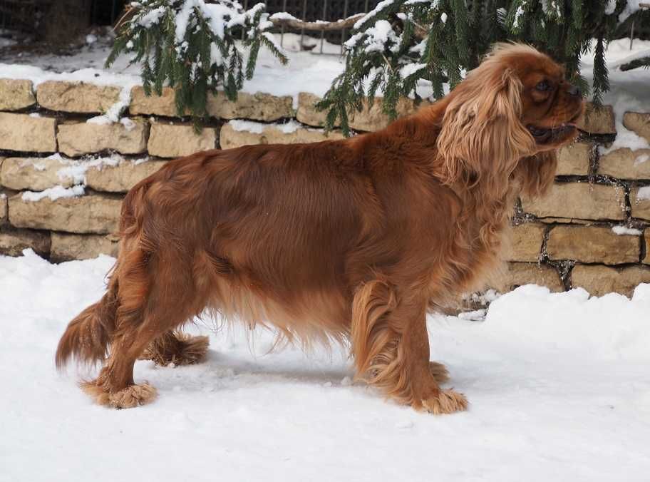 Cavalier King Charles Spaniel - ZKwP FCI - SUCZKA