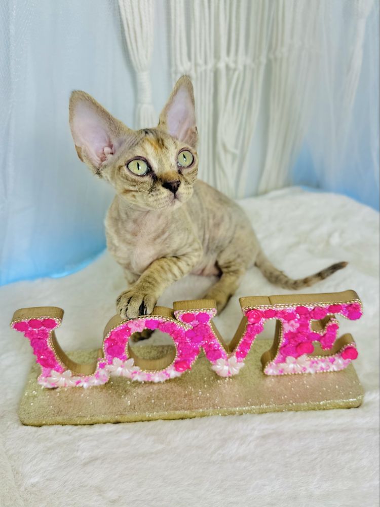 Kotka Poliwia Devon rex Wcf
