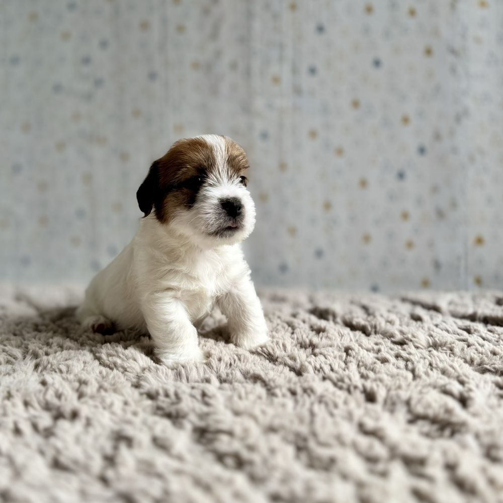 Jack Russell Terrier- szorstkowłosy piesek ZKwP