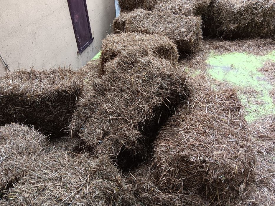 Siano 2025 pierwszy pokos 2 gatunek