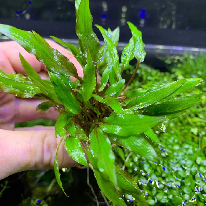 Cryptocoryne wendtii planta aquatica