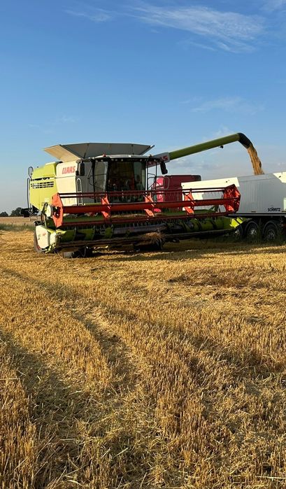 Koszenie kukurydzy, zbóż