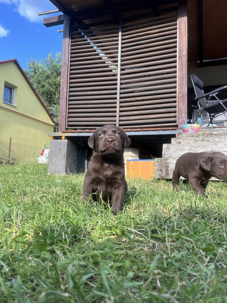 Labradory Retrivery szukają domu