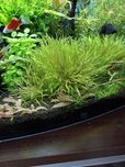 Blyxa  japonika trawa