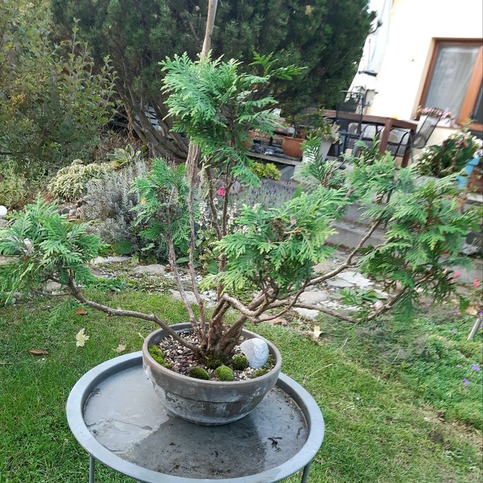 Bonsai tuja danica