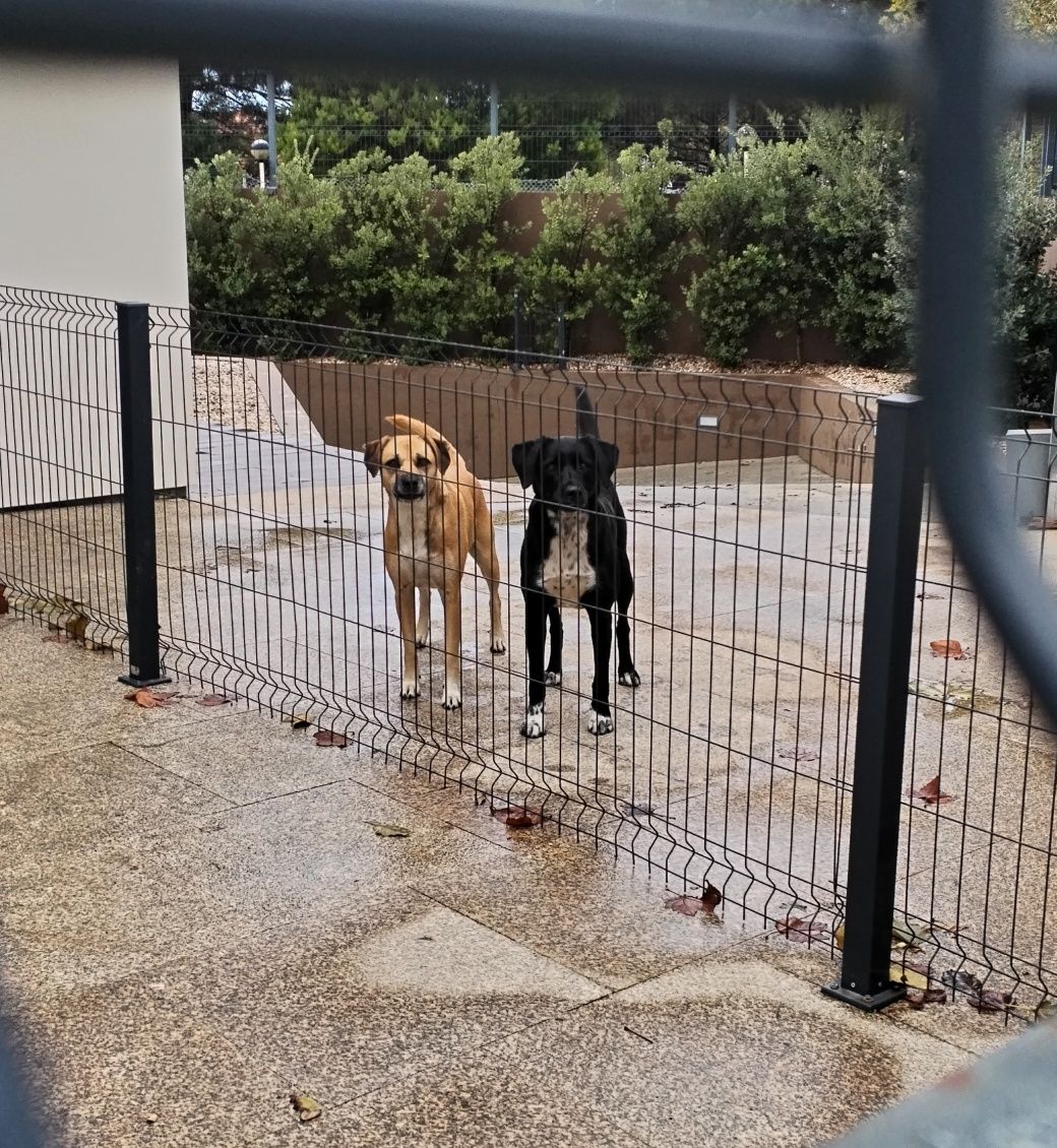 Petsitting/auxiliar de veterinária ao domicilo