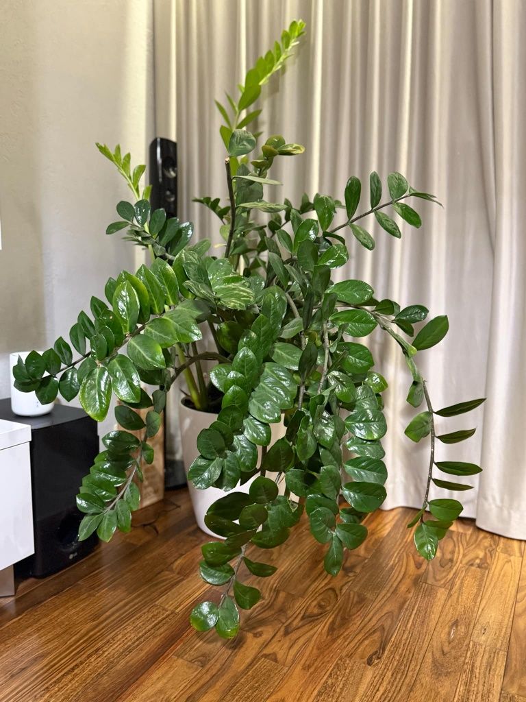 Zamiokulkas 1m57cm