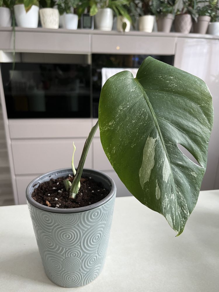 Monstera variegata