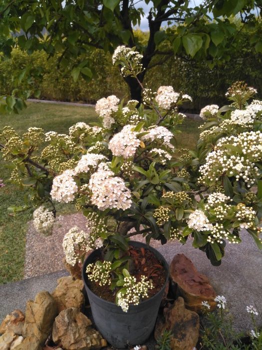 plantas de Pyracantha