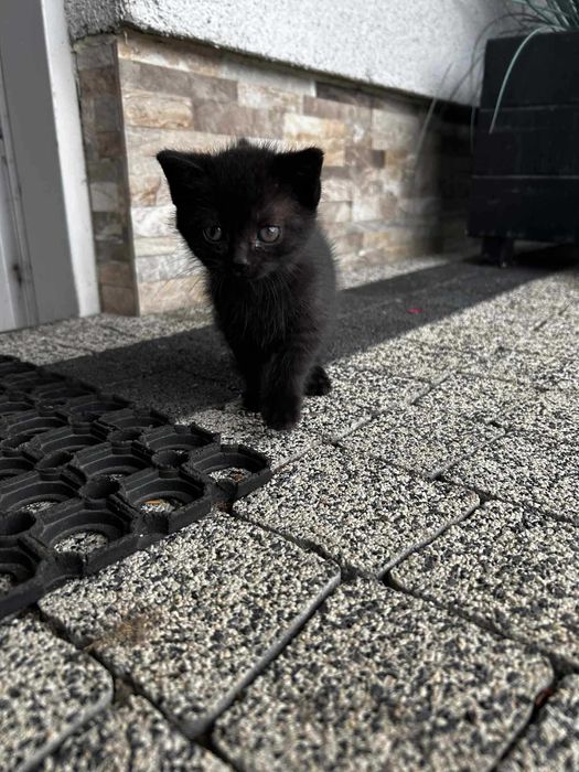 Oddam za darmo małe kotki