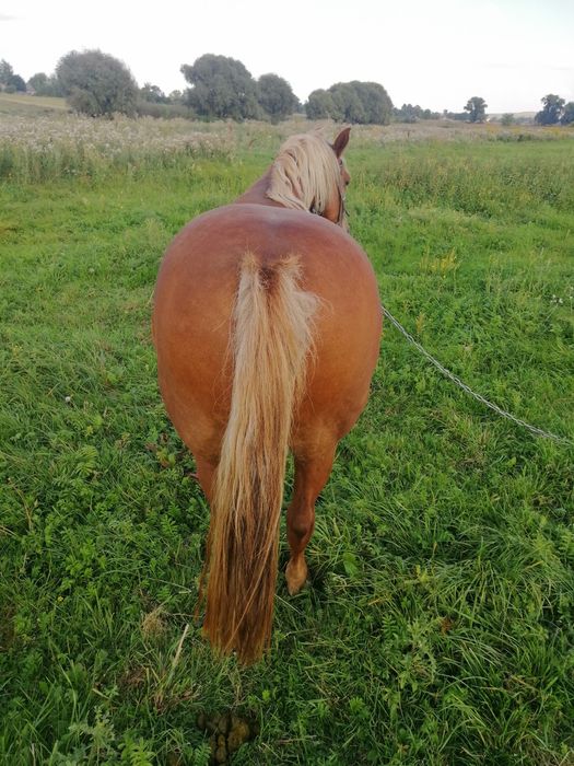 Сільгосп тварини