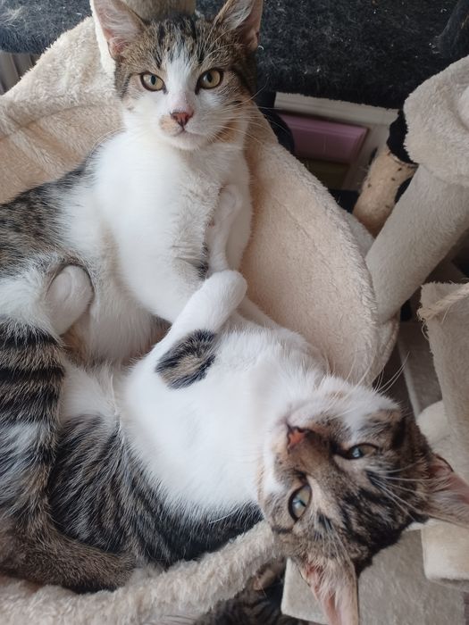 Kocurek I kotka do adopcji