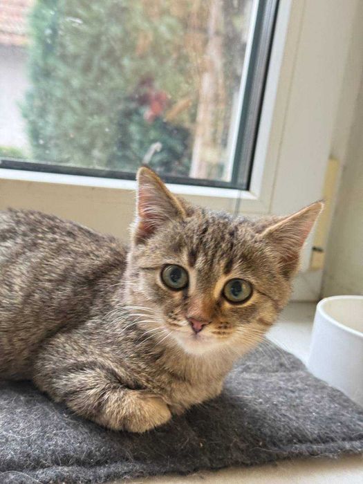 найніжніше та найсміливіше кошеня,киця 2 місяці дуже потішна