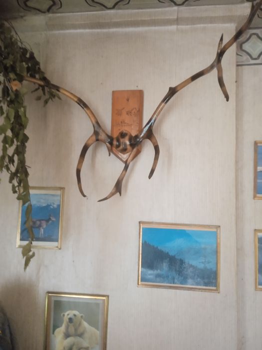 Рога оленьи настенные