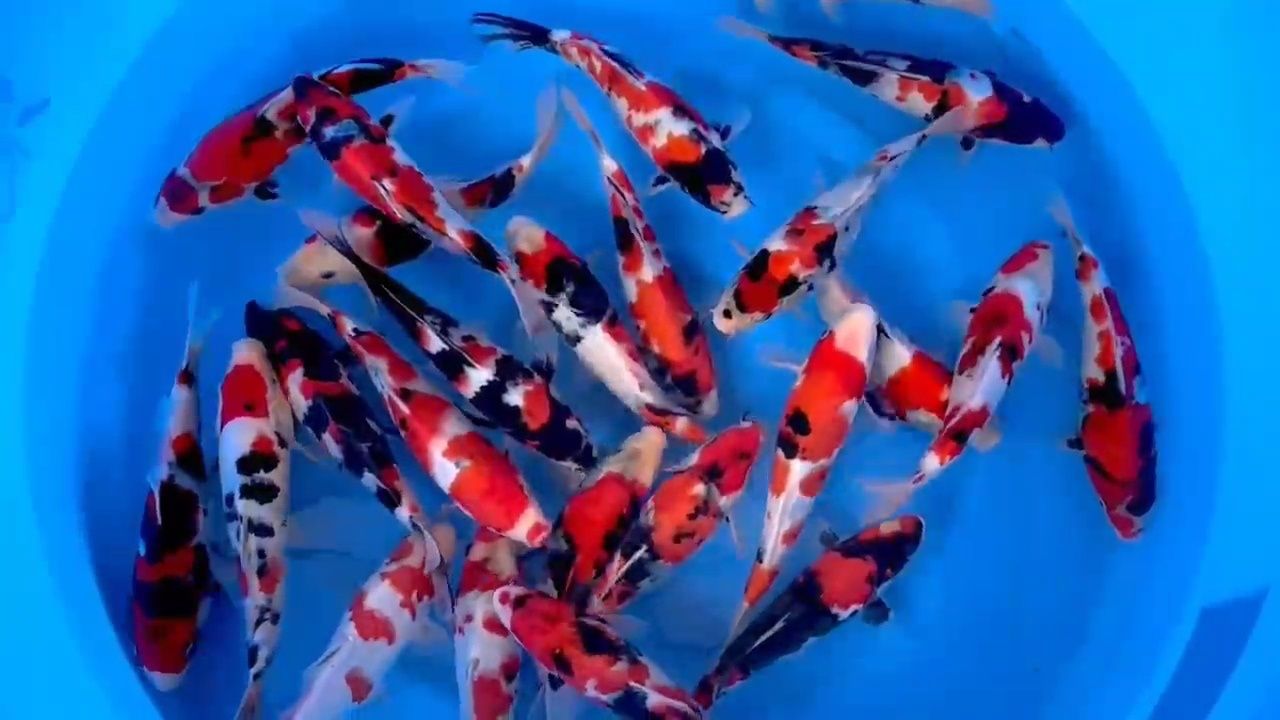 Carpa koi - SHOWA - TOSAI - C/CERTIFICADO