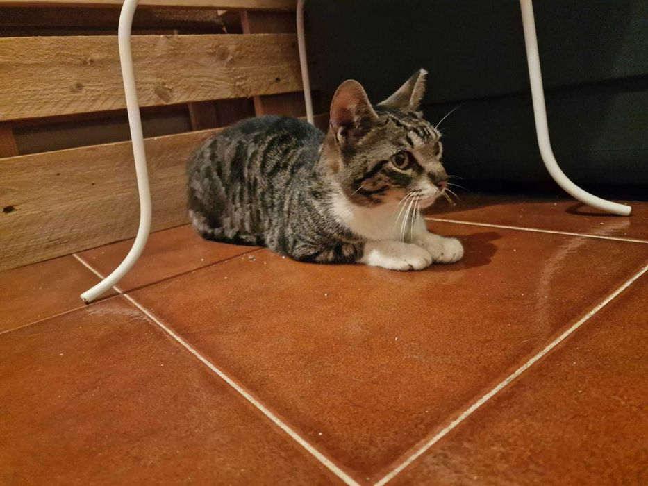 Gata para adoção consciente
