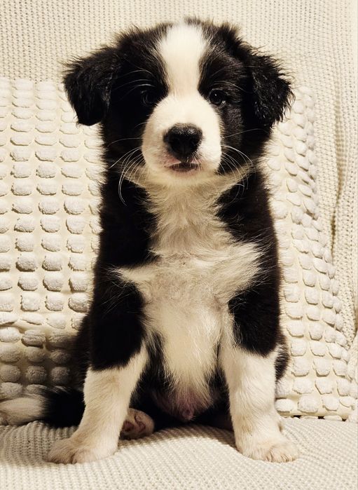 Border Collie ZKwP/FCI