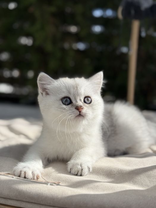 Kot brytyjski kotka krótkowłosa