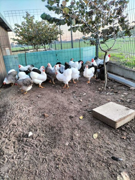 Wyandotte miniaturowa, kury, koguty