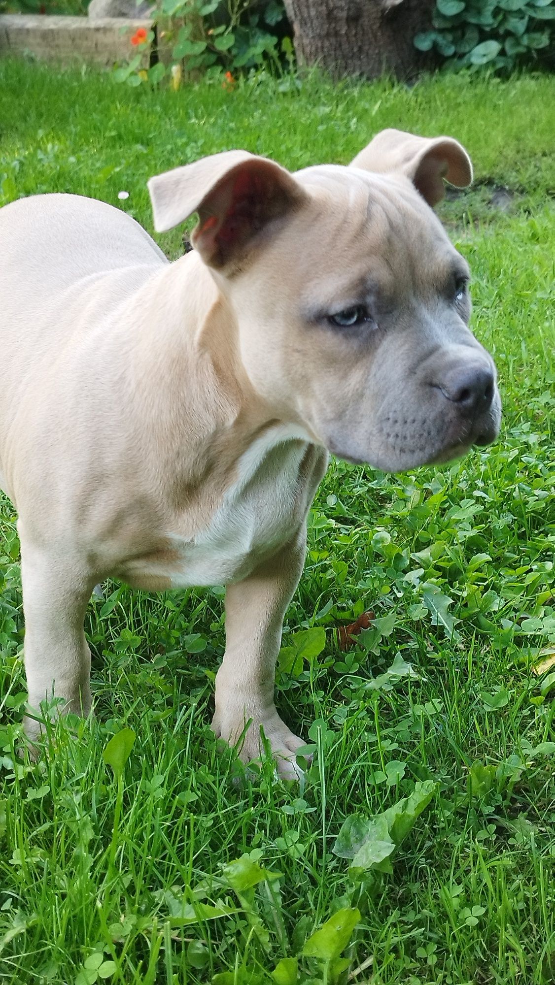 American Bully Standard