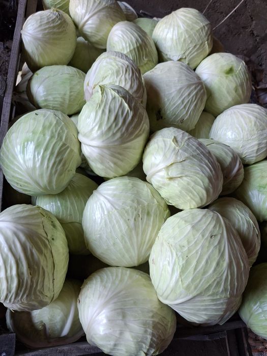 Kapusta biała na kg
