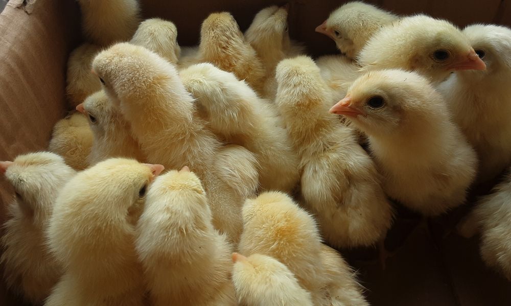 Циплята добові бройлер