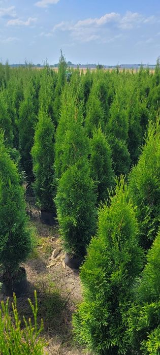 Tuja Smaragd 160 cm tuje 140 novita szmaragd brabant laurowiśnia płock