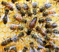 Odkłady pszczele:wielkopolskie,warszawskie zwykłe. Ule, pszczoły
