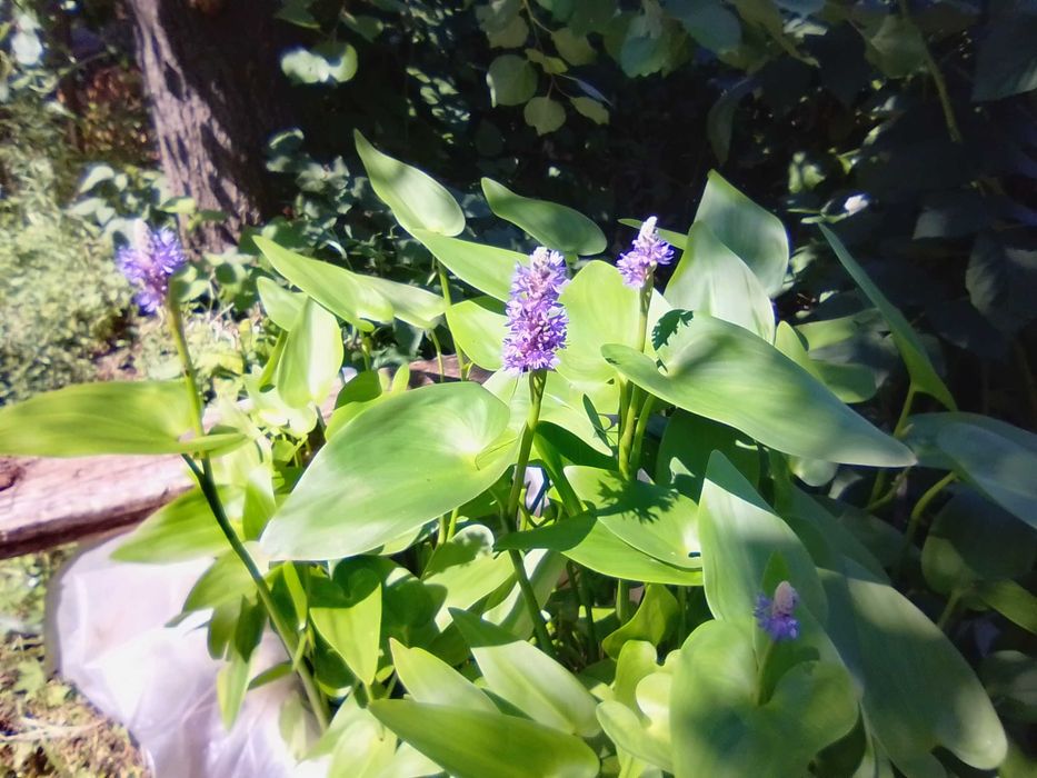 Растения для садового пруда лилия Аттракцион и пантедерия