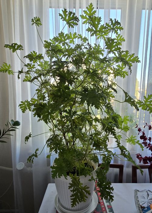 Zamiokulkas i inne kwiaty doniczkowe cena (od 40 do 200)