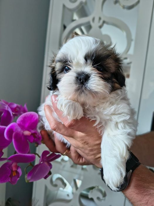 Suczka shih tzu Roxy tricolor do odbioru początek listopada