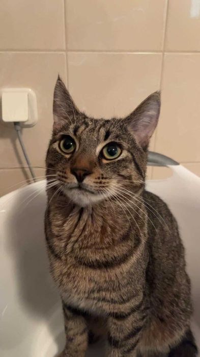 Niro PILNIE szuka domu