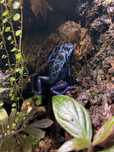 Dendrobates azureus (drzewołaz malarski) - maluchy