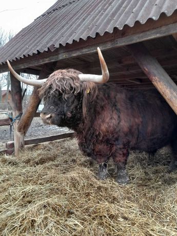 Bydło Szkockie Highland Cattle - Lubin, Dolnośląskie