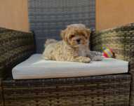 Maltipoo piesek  po małych rodzicach