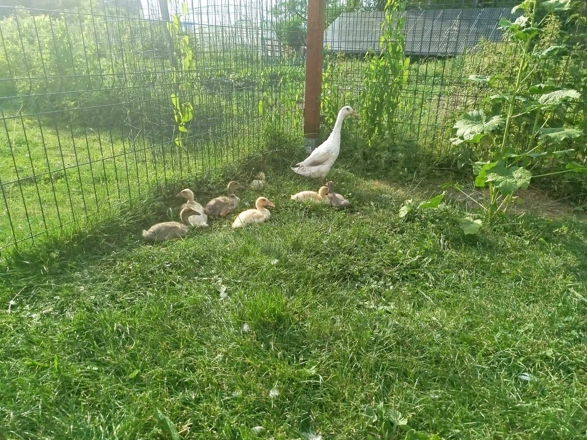 Kaczki biegusy młode
