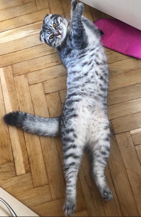 Перетримка , виховання , перевиховання кошенят