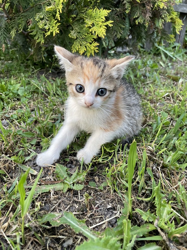 Кошенята коти котики