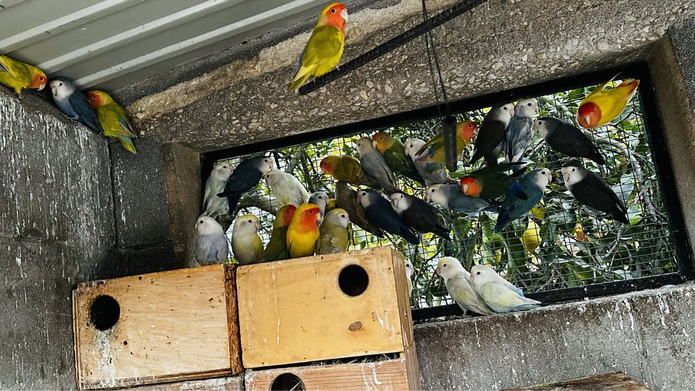 Rosicollis , unidade , casal ou lote
