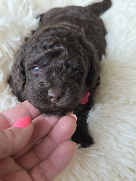 Pudel miniaturowy Czekolada Suczka