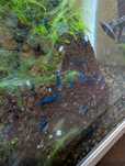 Neocaridina blue dream