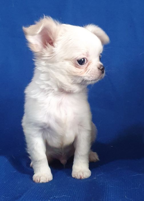 Кремовый мальяик длинношерстный