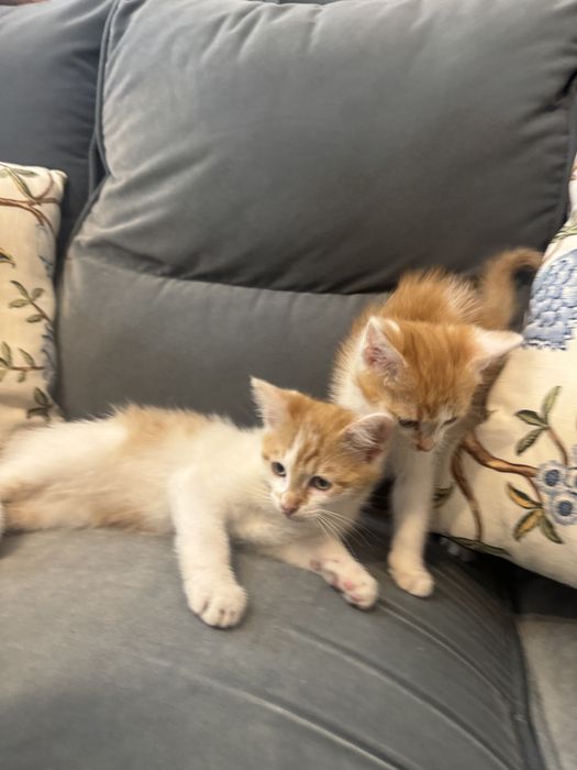 Oddam dwa rudo-białe kotki - Warszawa