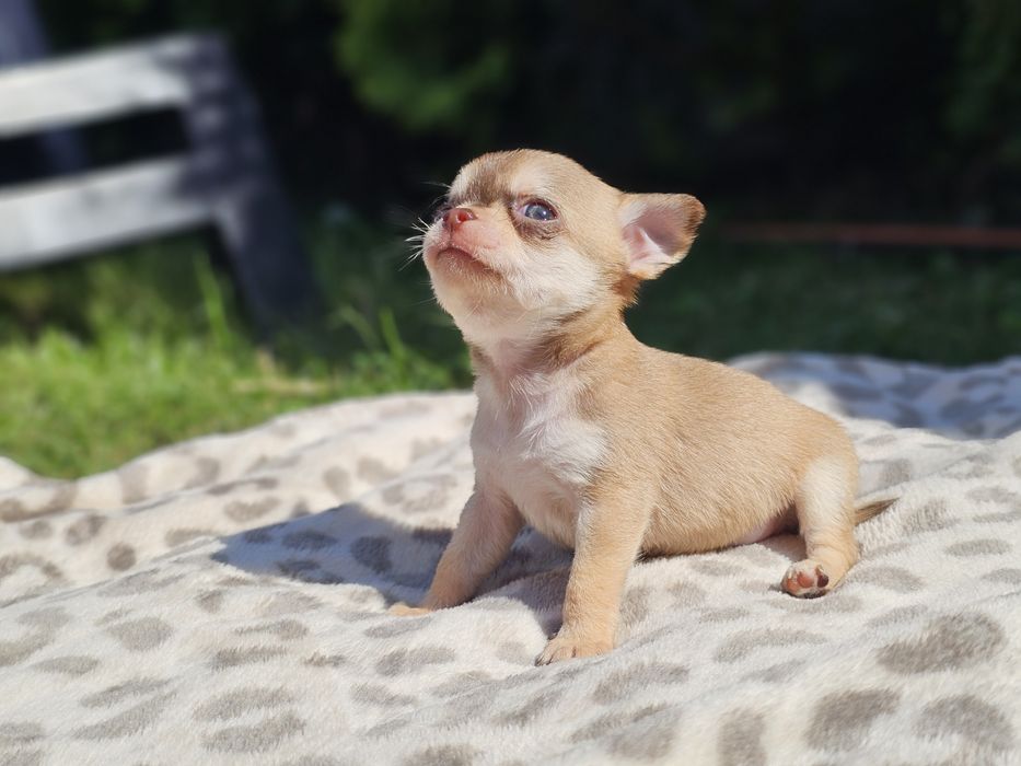 krótkowłosy piesek chihuahua umaszczenie husky xxs