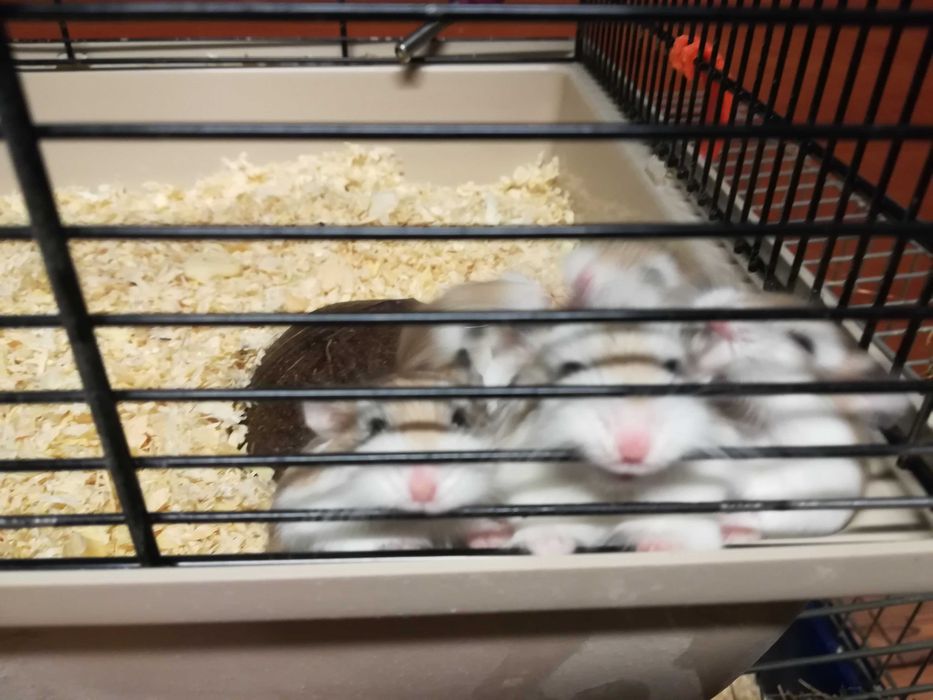 Chomiki syryjskie , dżungarskie i Roborowskiego