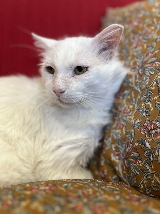 Snow procura uma família para a vida