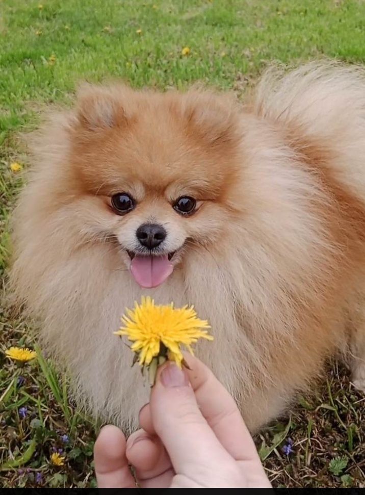 Szpic miniaturowy Pomeranian