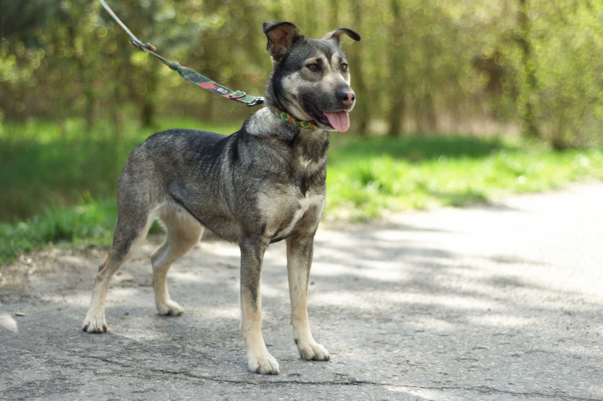 MONANA - idealna sunia traci swój najlepszy czas w schronisku